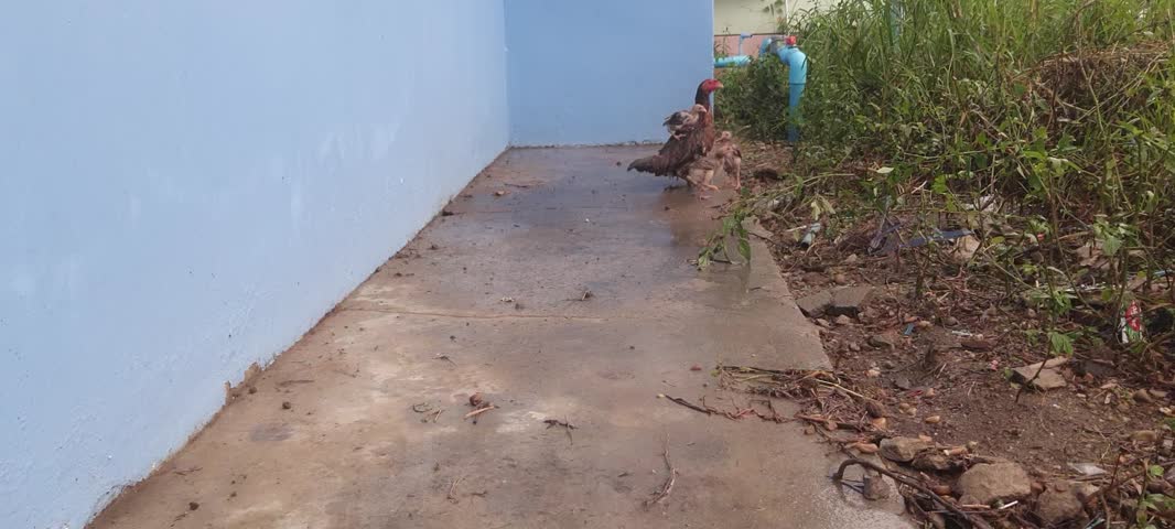 Chicks are taking shelter from the rain on a stormy and heavy day.	