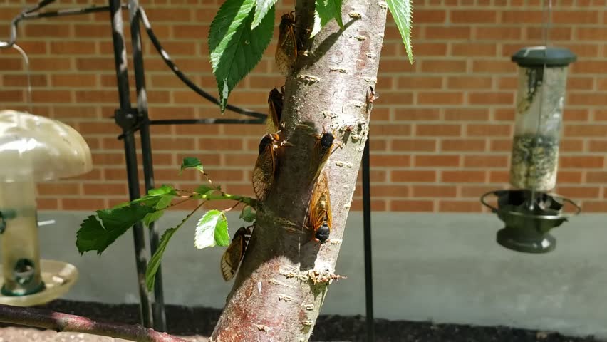Periodical cicadas, Brood X, Brood 10, Great Eastern Brood, on a tree branch