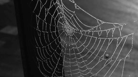 Dew-Covered Spider Web Shaken by Wind at Sunrise. Close-up video of a spider web covered in sparkling dew, violently shaken by strong wind. Atmospheric autumn scene with spider web. 4K-resolution. - Powered by Shutterstock - Get 15% off with code: PIKWIZARD15
