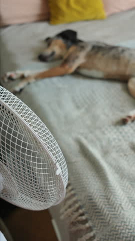 spotted Dog is lying on the bed next to the fan. The fan is turned on and blows out air. the pet rests in the hot season and cools down. room air conditioning. ladies' comfort.