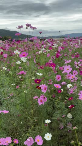 Spectacular autumn view of Kameoka, Kyoto. Thousands of cosmos flowers in full bloom, including pink, orange, yellow, and white, creating a vast and colorful field surrounded by lush green mountains.