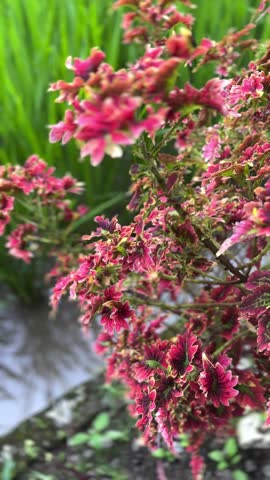 Close-up video of vibrant pink and green coleus plants swaying gently in the breeze, with a lush green field in the background. Beautiful natural scene highlighting tropical foliage and vivid colors.