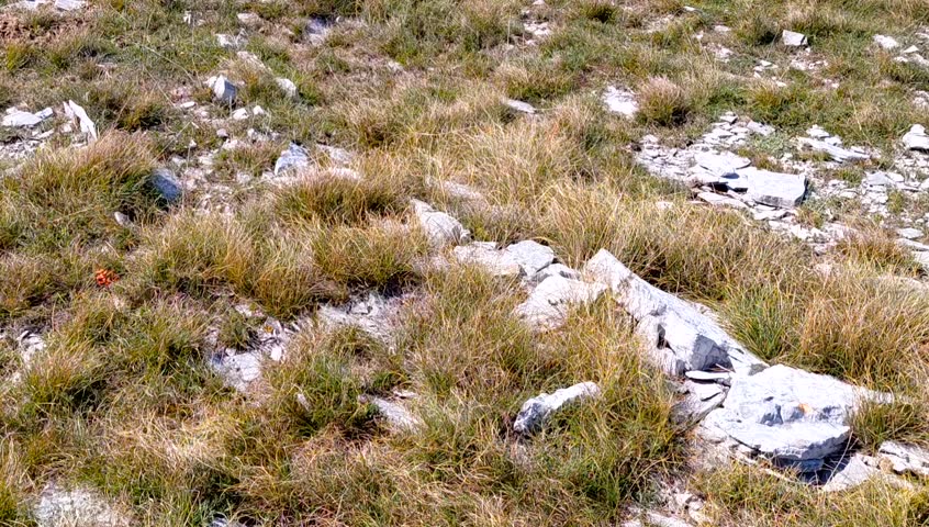 Shot capturing the vast Učka Nature Park, Croatia. A serene, sunny mountain landscape of rolling green hills and scattered trees, with the distant blue Adriatic Sea on the horizon under a clouds