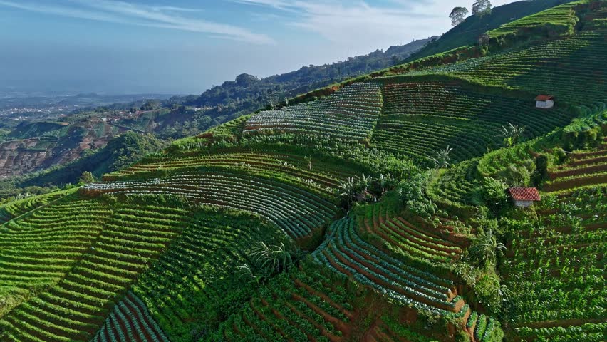 Aerial View of Green Terraced Hills and Vegetable Farms Sunlight in the Hills