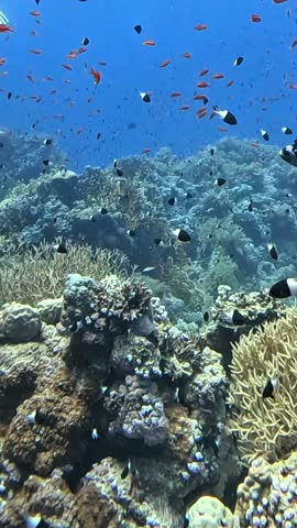 Masked Puffer (arothron diadematus). Taken in Red Sea, Egypt.
