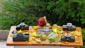 Brown Loman hen pecking coffee beans on a rustic wooden table decorated with vintage cameras, autumn leaves, and fruits. A second hen briefly appears in the background. - Powered by Shutterstock - Get 15% off with code: PIKWIZARD15