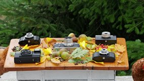 Brown Loman hen pecking coffee beans on a rustic wooden table decorated with vintage cameras, autumn leaves, and fruits. A second hen briefly appears in the background. - Powered by Shutterstock - Get 15% off with code: PIKWIZARD15