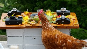Brown Loman hen pecking coffee beans on a rustic wooden table decorated with vintage cameras, autumn leaves, and fruits. A second hen briefly appears in the background. - Powered by Shutterstock - Get 15% off with code: PIKWIZARD15