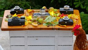 Brown Loman hen pecking coffee beans on a rustic wooden table decorated with vintage cameras, autumn leaves, and fruits. A second hen briefly appears in the background. - Powered by Shutterstock - Get 15% off with code: PIKWIZARD15