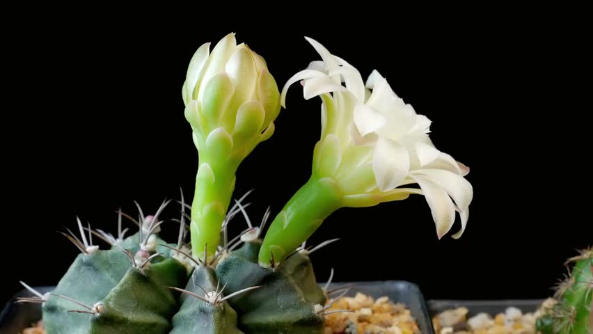 Blooming cactus flowers showcasing delicate petals against a dark background scene