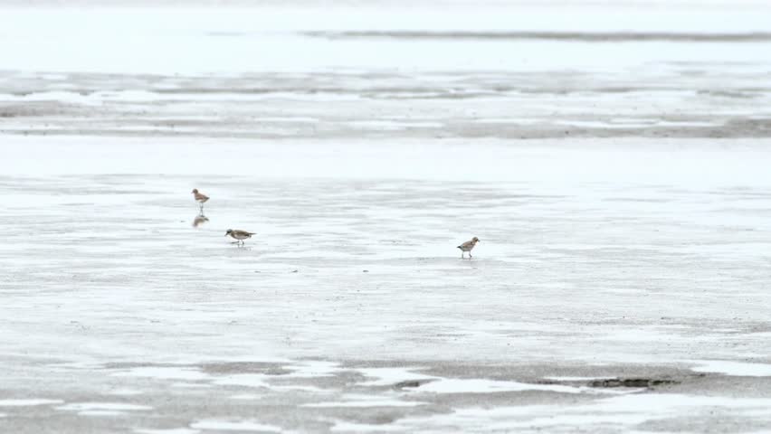 Small sandpipers foraging for food on a vast reflective tidal flat landscape