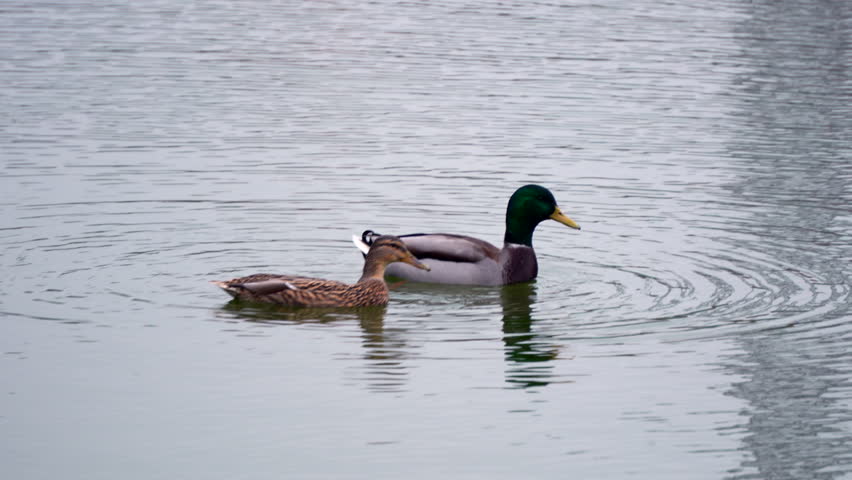 Two ducks swimming in a body of water. The male duck bows to the female duck and dances around her in a pond