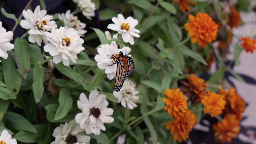 Monarch Butterfly Pollinating Zinnia Flowered Plants in Emporia Kansas