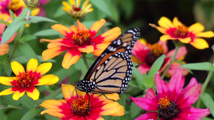Monarch Butterfly Pollinating Zinnia Flowered Plants in Emporia Kansas