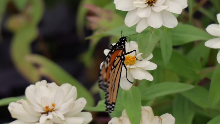 Monarch Butterfly Pollinating Zinnia Flowered Plants in Emporia Kansas