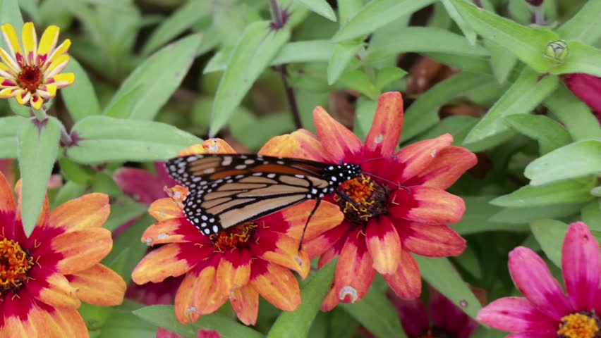 Monarch Butterfly Pollinating Zinnia Flowered Plants in Emporia Kansas