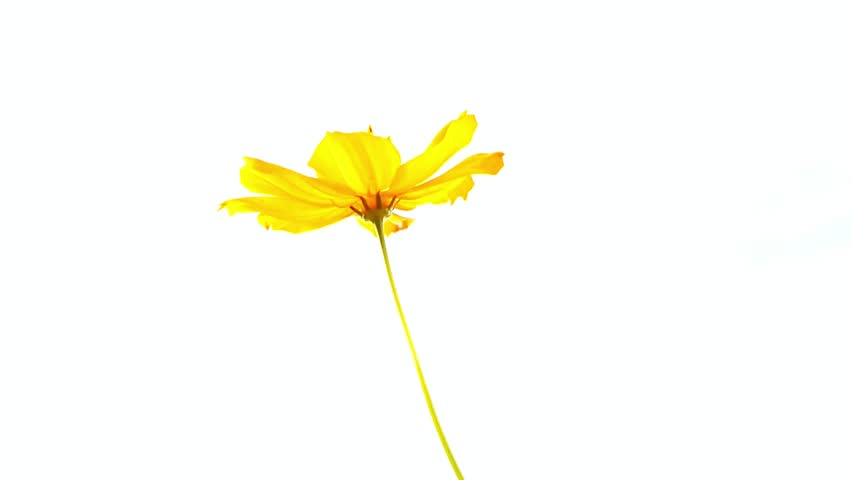 Single yellow cosmos flower with a slender stem against a clean white background