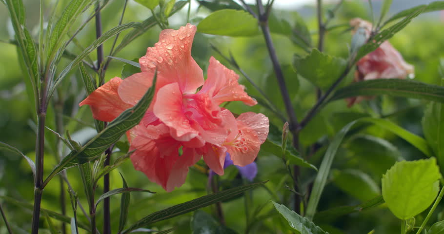 Pink hibiscus flower in full bloom with delicate petals and detailed stigma.