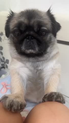 Cute Pug Sitting with Owner.