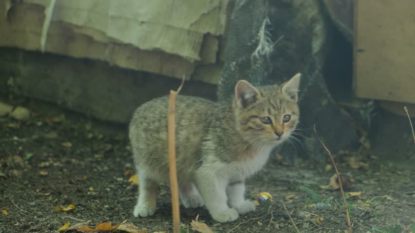 A beautiful gray striped fluffy kitten walks outdoors and quickly hides in a pile of cardboard and other debris. The agile and fast kitten runs away from the camera and hides. Funny animals.