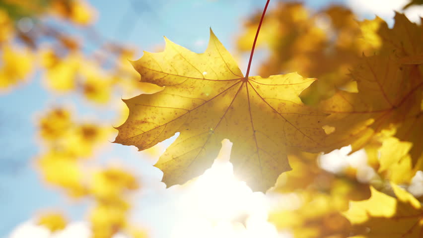 Sunny autumn day with golden-yellow leaves gently swaying on a tree branch. Sun rays shine through the foliage, creating a warm and peaceful atmosphere in close-up view.