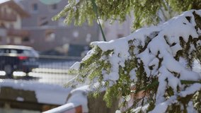 Close up on pine tree branches with snow piling up on sunny day in small town. Village or city in cold winter season as sun shining strong. Ski resort town with bridge in background and cars drive by - Powered by Shutterstock - Get 15% off with code: PIKWIZARD15