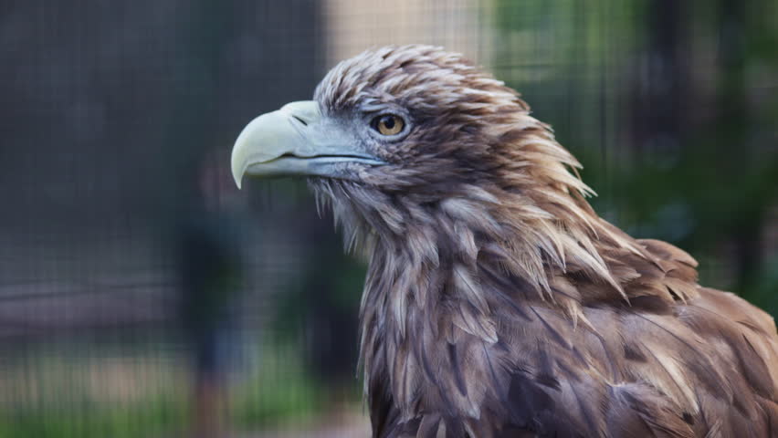A detailed close-up shot of a majestic White-tailed Eagle
