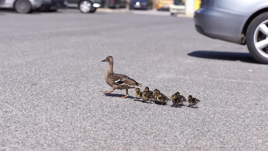 Mother duck with her ducklings crossing street. Ducklings walking with her mother.