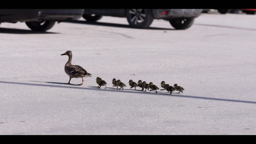 Mother duck with her ducklings crossing street. Ducklings walking with her mother.