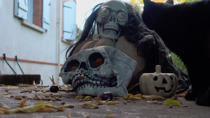 A black cat sniffs a skull and a pumpkin and looks for sweets in Halloween decorations