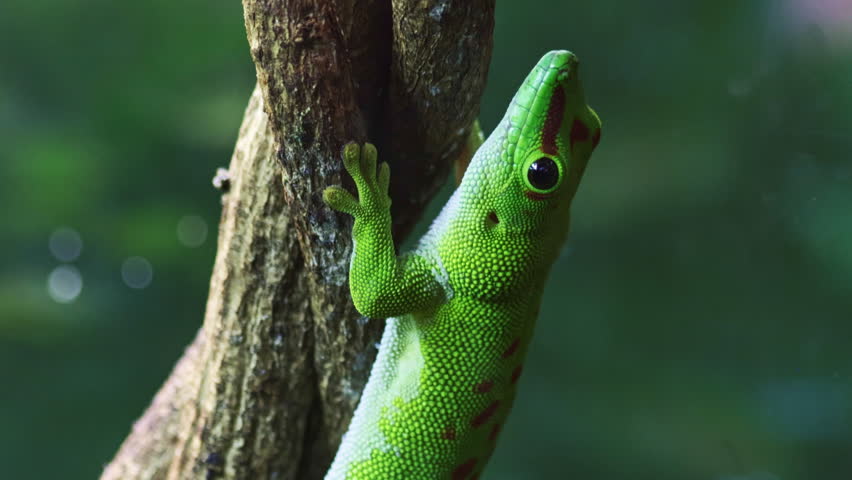 A vivid green Giant Day Gecko climbs a tree trunk, showcasing its bright coloration and distinctive red spots. The lizard is perfectly adapted for life in the lush tropical canopy