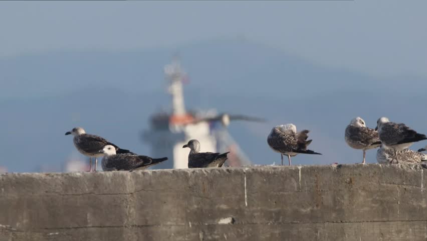Seagulls standing on a concrete pier near the sea, interacting and observing the water under clear daylight