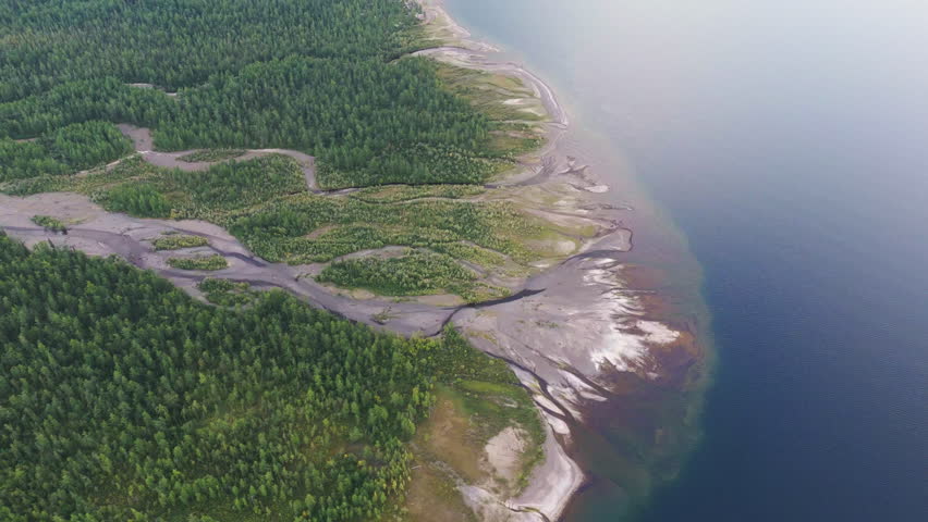 Aerial view shows braided river carving a delta into clear lake water. Sandbar, channel and larch forest shape a vivid coastline. Putorana Plateau, Lake Lama, Siberia, destination for eco travel