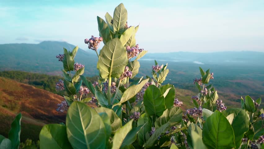 Beautiful slow-motion video of purple Crown Flowers (Calotropis gigantea or Widuri) swaying gently. Warm light illuminates the plant against a serene mountain landscape background at sunrise.