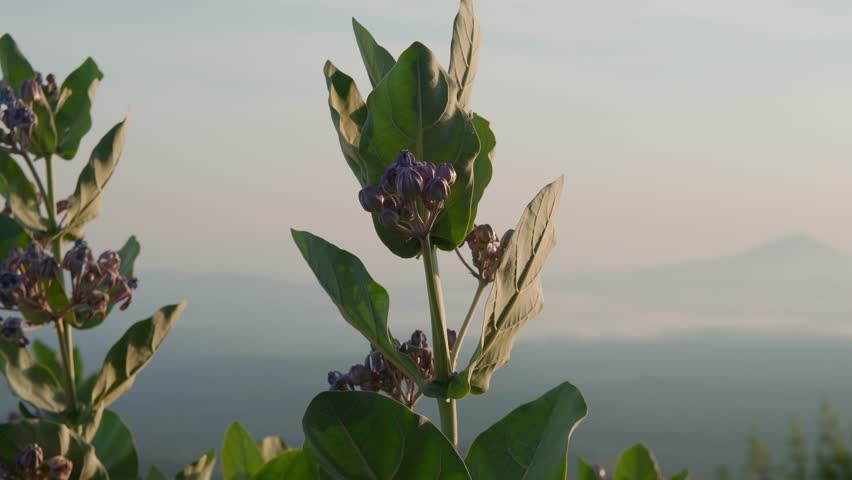 A beautiful close-up video of purple Crown Flowers (Calotropis gigantea) and green leaves. Warm morning light illuminates the plant against a soft, hazy mountain landscape background.