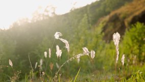 A beautiful close-up video of delicate, fluffy white wild grass backlit by the bright sun. The grass heads glow and sway gently in the breeze against a soft, blurred green hillside background. - Powered by Shutterstock - Get 15% off with code: PIKWIZARD15