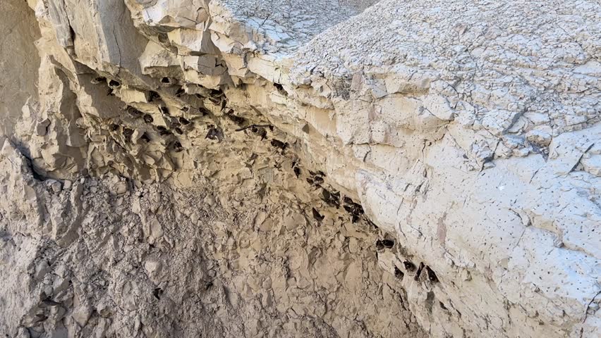 Cliff swallows flying in and out of their cliff homes in the Badlands Park. 
