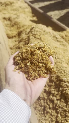 Animals and feed in feedlot system. High technology in animal nutrition a confinement