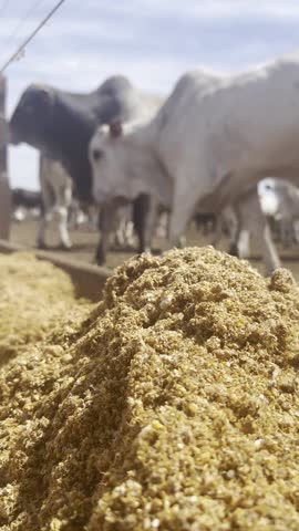 Animals and feed in feedlot system. High technology in animal nutrition a confinement