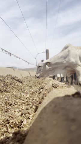 Animals and feed in feedlot system. High technology in animal nutrition a confinement