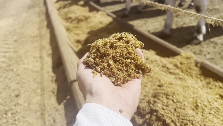 Animals and feed in feedlot system. High technology in animal nutrition a confinement