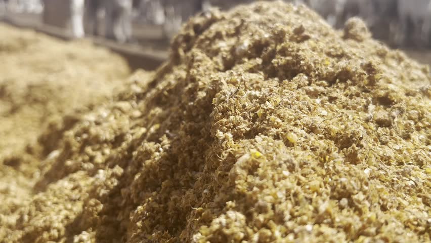 Animals and feed in feedlot system. High technology in animal nutrition a confinement