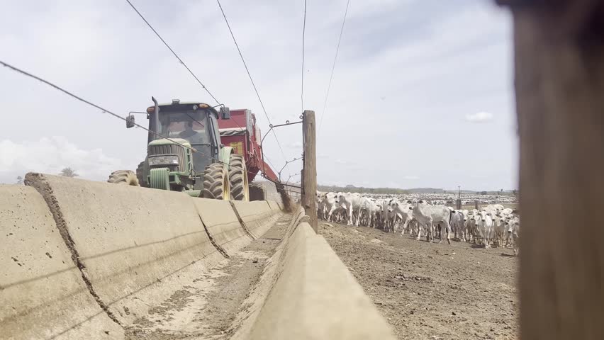 Feeding Animals on feedlot system. High technology in animal nutrition a confinement