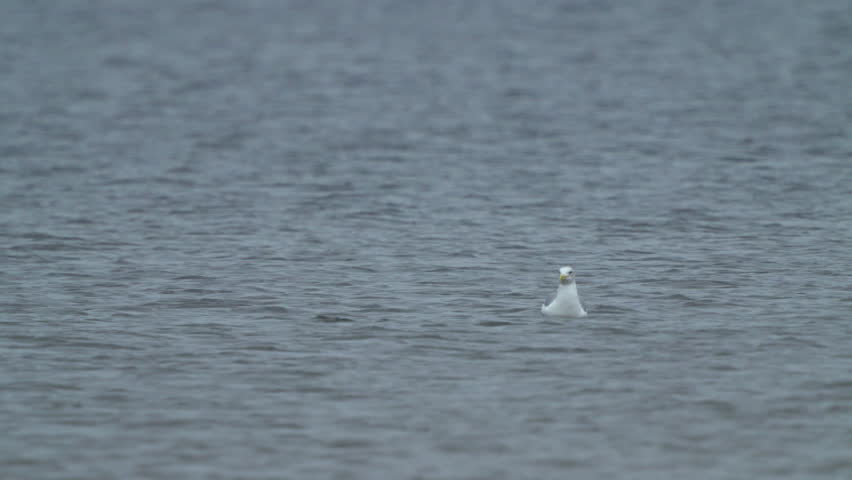 Caspian Gull (Larus cachinnans).  The bird takes off from the water.  Slow motion.	