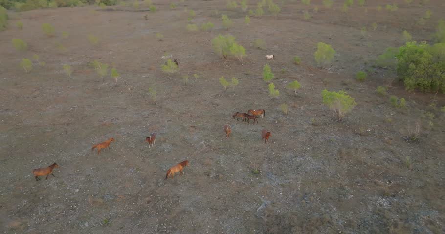 High-angle aerial orbit of a herd of wild Sandalwood horses walking and grazing in the dry, vast savanna of Sumba, Indonesia, capturing the peaceful spirit of these majestic animals