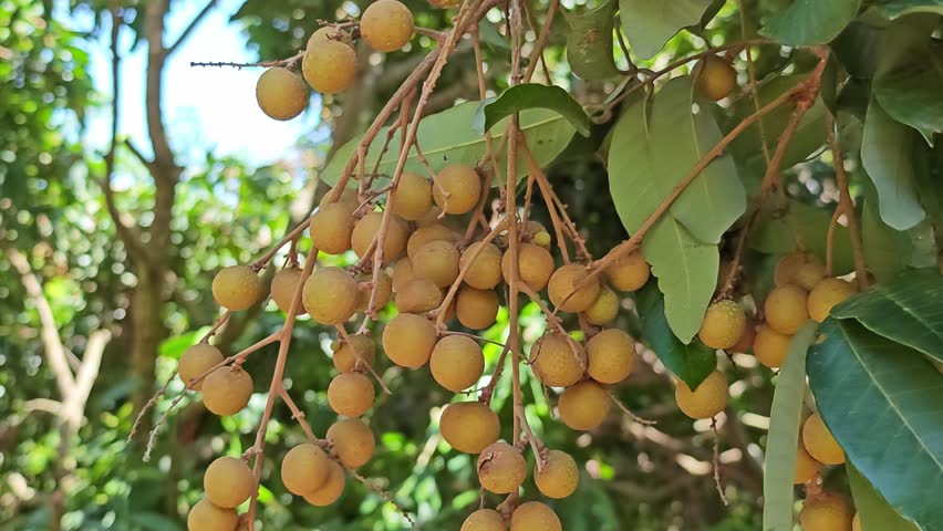 Longan on tree in garden.