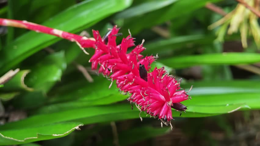 Red aechmea gamosepala flower in nature.