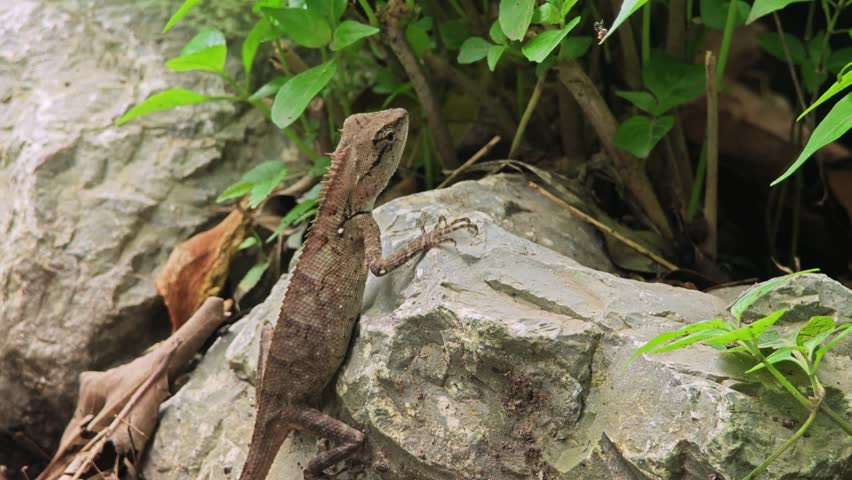 Forest crested lizard or calotes emma.