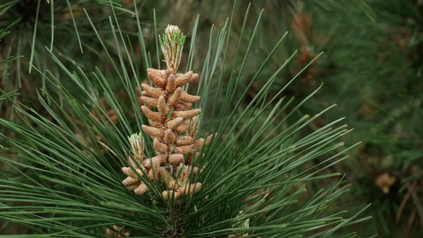 Green pine needles and young pine cones are growing on a branch of a pine tree in a forest, providing a beautiful display of nature