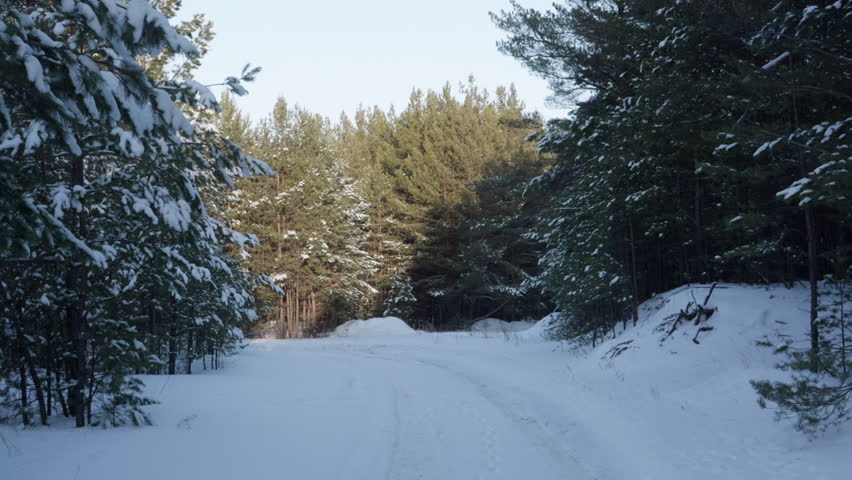 Track in shot: Snowy pathway through winter forest lined with tall fir and pine trees. Nobody present, serene winter landscape, natural daylight, peaceful woodland road with fresh snow.
